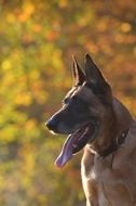 The dog sits on a background of autumn trees