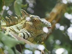 Green iguana on the tree