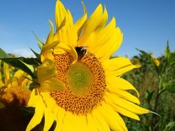 yellow sun flower hummel macro