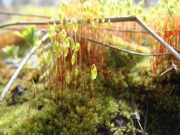 Green plants grow among moss