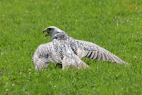 Gyrfalcon bird on the meadow