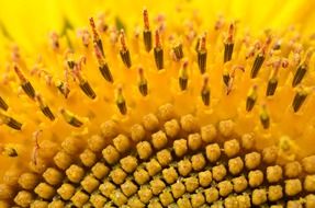 Photo of sunflower close-up