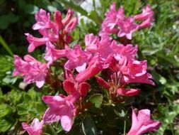 pink alpine roses