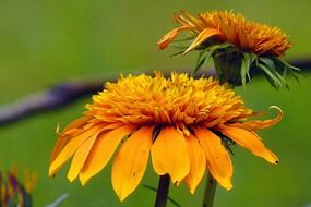 yellow blooming flower in garden macro