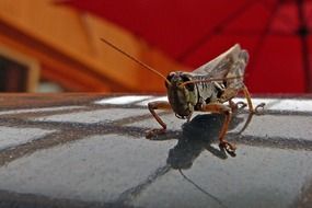 Grasshopper on a gray surface