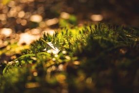 moss in an autumn forest