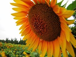 sunflower among the field close-up