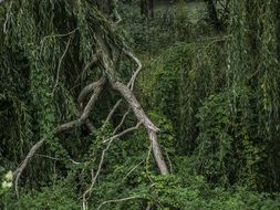 bough rotten forest
