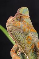 Close-up of the beautiful veiled chameleon