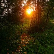 evening sun among the trees at dusk
