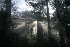 sunlight in the pine forest