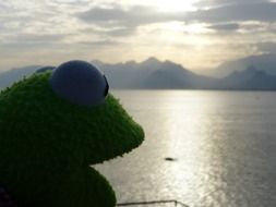 toy frog on the lake shore