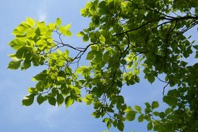 mountain elm tree with green leaves