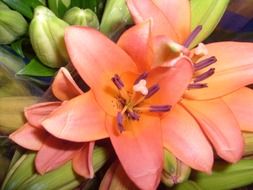 Close up photo of orange and pink lilies