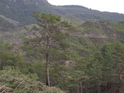 pine forest in highland, turkey, mugla