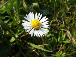 white daisy flower at green grass