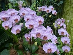 orchids singapore flower