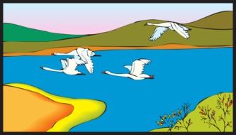 white geese over the pond as a colorful graphic illustration