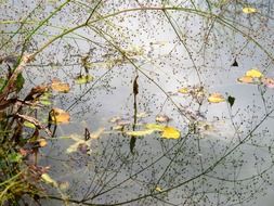 mirroring lake in autumn