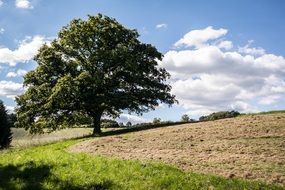 romantic tree on the field