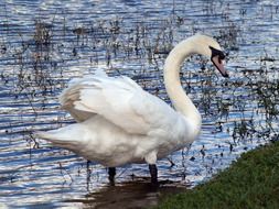 a white swan bird by the lake