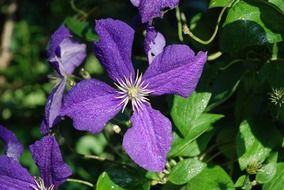 violet flowers in sunny day