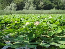 irresistible water lilies