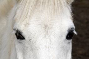 white horse head close up