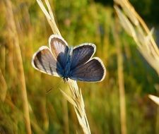 blue butterfly sitting on a grass