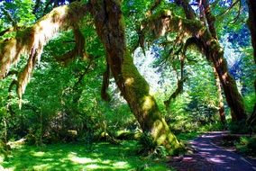 hall of mosses on trees in hoh rain forest, usa, washington
