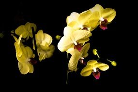 Yellow orchid flowers blossom