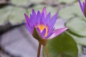 macro view of purple water lily