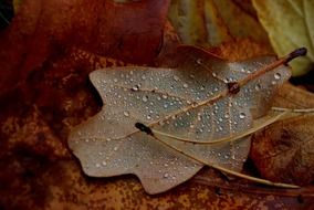 Water drops on the leaf in autumn