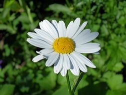 daisy with white petals