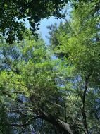 tree tops in the forest