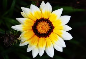 garden flower with white-yellow petals close-up