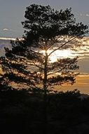 pine tree at sunset