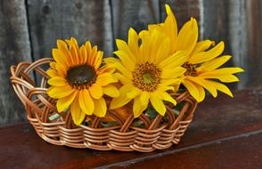 yellow sunflowers plant basket