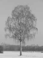 lonely tree in the snow