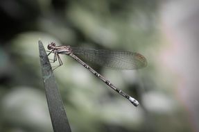 dragonfly with transparent wings on a plant close up