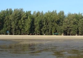 forest on arabian sea coast, india