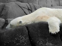 beautiful and delightful polar bear