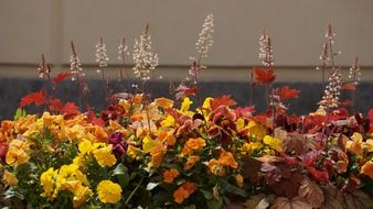 colorful flower garden bed