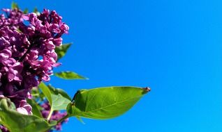 purple lilac and green leaf on a background of blue sky