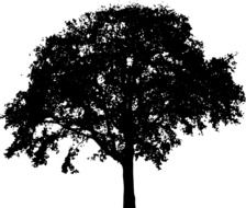 silhouette of a black tree with lush foliage