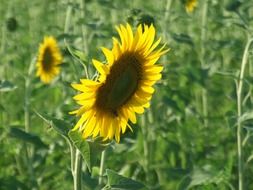 a large field of sunflowers grows in summer