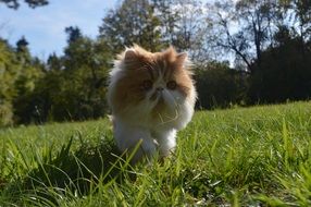 white ginger cat on the lawn