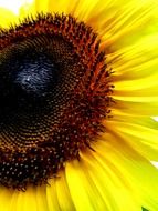 yellow Ñute sun flower in the summer