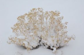 landscape of snowy frozen bushes at winter