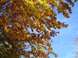 sunny autumn forest leaves